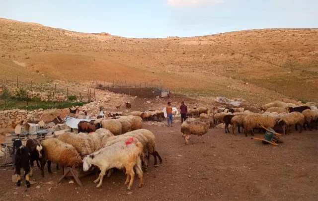 قطيع من الخراف التي تمتلكها عائلة أبو شحادة في جنوب جبال الخليل.